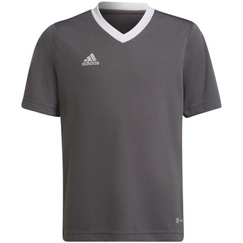 Clothing Boy Short-sleeved t-shirts adidas Originals Entrada 22 Jsy Grey
